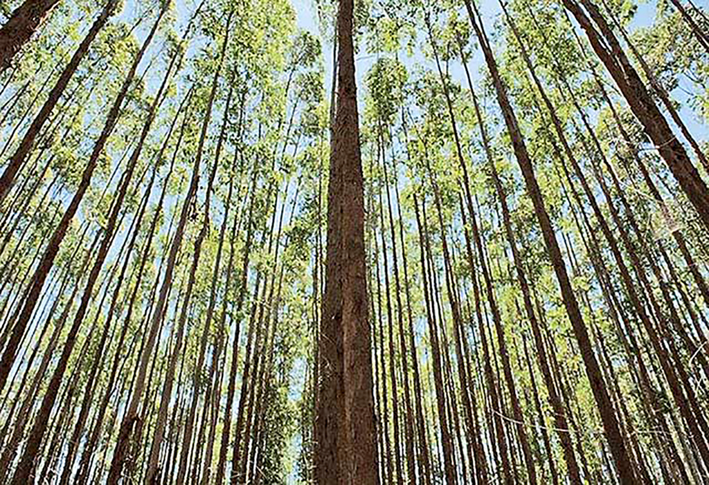 A atmosfera com menos 15 milhões de toneladas de carbono em 2020, graças à ação de captura da Suzano