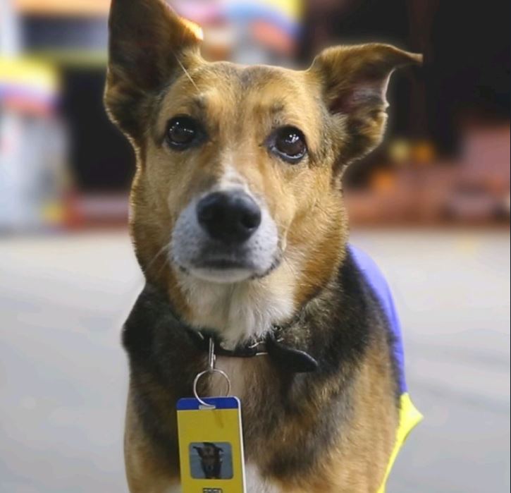 Conheça Fred, o cãozinho frentista acolhido por um posto Ipiranga